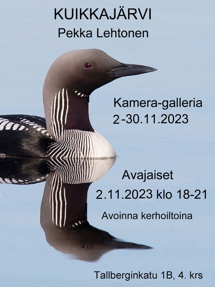 Pekka Lehtonen - Kuikkajärvi-näyttely Kamera-galleriassa marraskuussa 2023